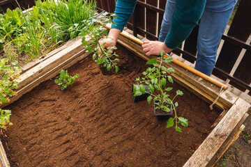 A man plants tomatoes and strawberries in the ground, home gardening