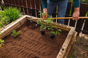 A man plants tomatoes and strawberries in the ground, home gardening
