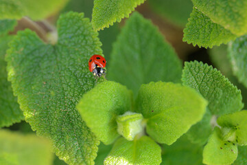 Coccinella su una foglia a forma di cuore