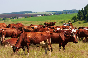 Naklejka na ściany i meble Herd of cows grazing on a green meadow in the summer
