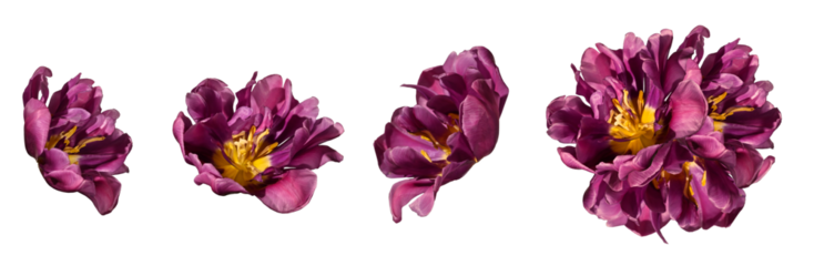 Set of blossoming tulip flowers isolated on a white background and a composition of these tulips, design element.