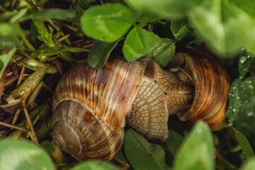 Two large snails in a clover embrace, love