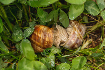 Two large snails in a clover embrace, love