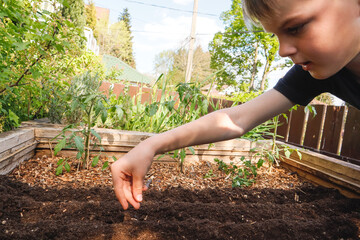 A child sows seeds in the ground - a small home garden