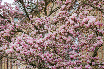 Magnolia tree in the city