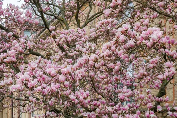 Gordijnen Magnolia tree in the city © Nadja Abele