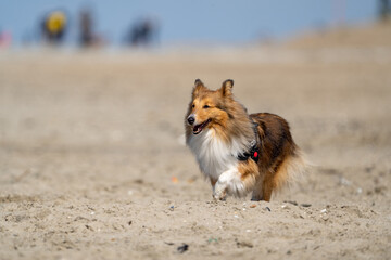 dog on the beach