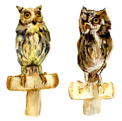 Coppia di gufi ,  dipinto ad acquerello isolato su sfondo bianco