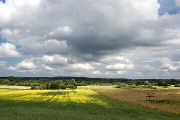 Fototapeta premium Rural landscape green field with a tree and a field of flowers and rain clouds on a summer day. 