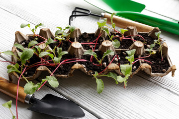 Reuse. The container for eggs is used as a planter for growing seedlings. Plants growing in an egg carton on black soil.