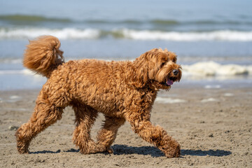 labradoodle dog on the beach