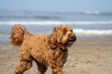labradoodle dog on the beach