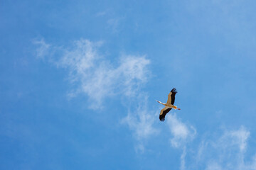stork flying on blue sky