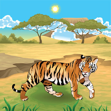 African landscape with tiger. Vector illustration.
