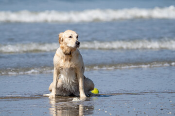 golden retriever puppy dog on the beach