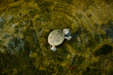 turtle on water