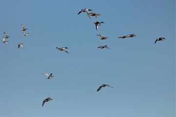 Swamp Landscapes, Flora, And Fauna