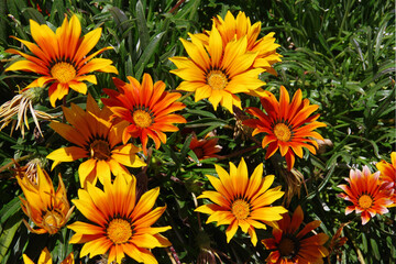 Bright and colorful daisy flowers