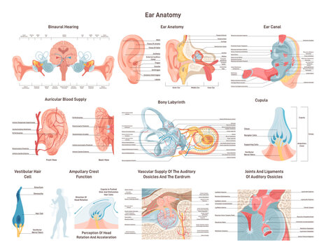 Anatomical structure of the human ear set. Outer, middle and inner ear