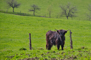 Scottish highland cattle on a green pasture