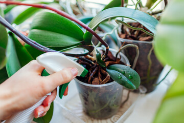 Spraying baby orchid growing on mother plant stem with water. Propagating phalaenopsis orchid plants at home