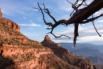 Silhouette of lone gnarled tree branch at sunrise with aerial view of Bright Angel hiking trail at South Rim of Grand Canyon National Park, Arizona, USA.. Colorado Rier weaving through rugged terrain