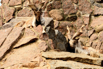 Fototapeta premium Animals are a traditionally (since the time of Aristotle) distinguished category of organisms, currently considered as a biological kingdom. Animals are the main object of zoology study.