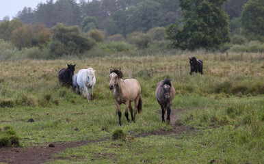 Naklejka na ściany i meble Early in the morning, horses graze freely in the rain