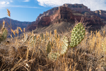 Cactus pancake prickly pear with scenic view on massive mesa cliff O Neil Butte seen from Bright Angel hiking trail, South Rim of Grand Canyon National Park, Arizona, USA. Barren terrain in Southwest