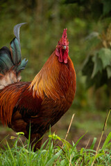 rooster in the grass