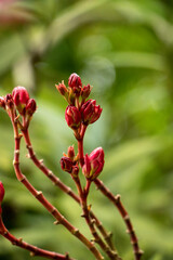 red and yellow flowers