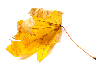Autumn dried maple leaf