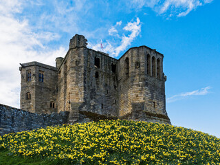 Warkworth Castle in Northumberand, Uk with daffodills in bloom.