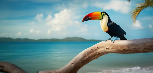 Foto op Aluminium An incredible photograph of a toucan bird perched on a branch with a beautiful beach in the background, generative Ai © Aleksandr