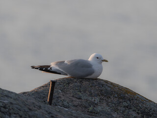 A seagull on a stone against the backdrop of the sea. Blurred background .close up