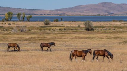 Wild Horses