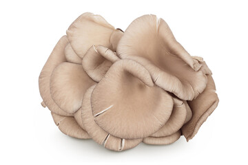 Oyster mushrooms isolated on white background with full depth of field