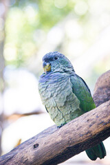 blue and yellow macaw