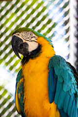blue and yellow macaw