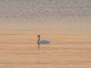 A beautiful white swan on a lake or pond at sunset or sunrise..  Swans are swimming. Reflection in water. Very beautiful sunset