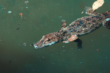 alligator in the water