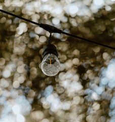 Fototapeta premium bird on a branch