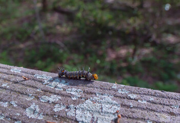 Eight-spotted Forester caterpillar