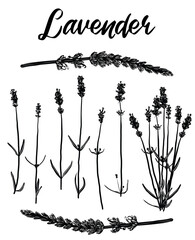 Hand drawn sketch illustration of herbal organic lavender plant. Spig of lavender from herb garden for hand painted farm sign, food label, menu, essential oils, cocktails and elixirs.