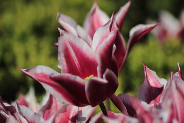 Fototapeta na wymiar tulip flower