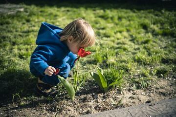 Child sniffing a tulip flower in a flower field