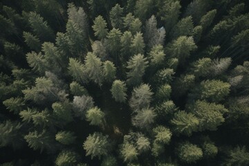 Bird's-eye view of a pine forest. Generative AI