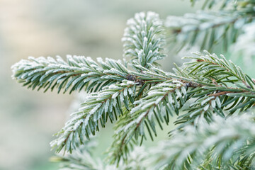 Ice spruce branch close up.