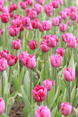 Field with pink tulips. Tulip buds with selective focus. Natural landscape with spring flowers. World Tulip Day