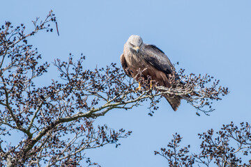 Schwarzmilan oder Schwarze Milan (Milvus migrans)
